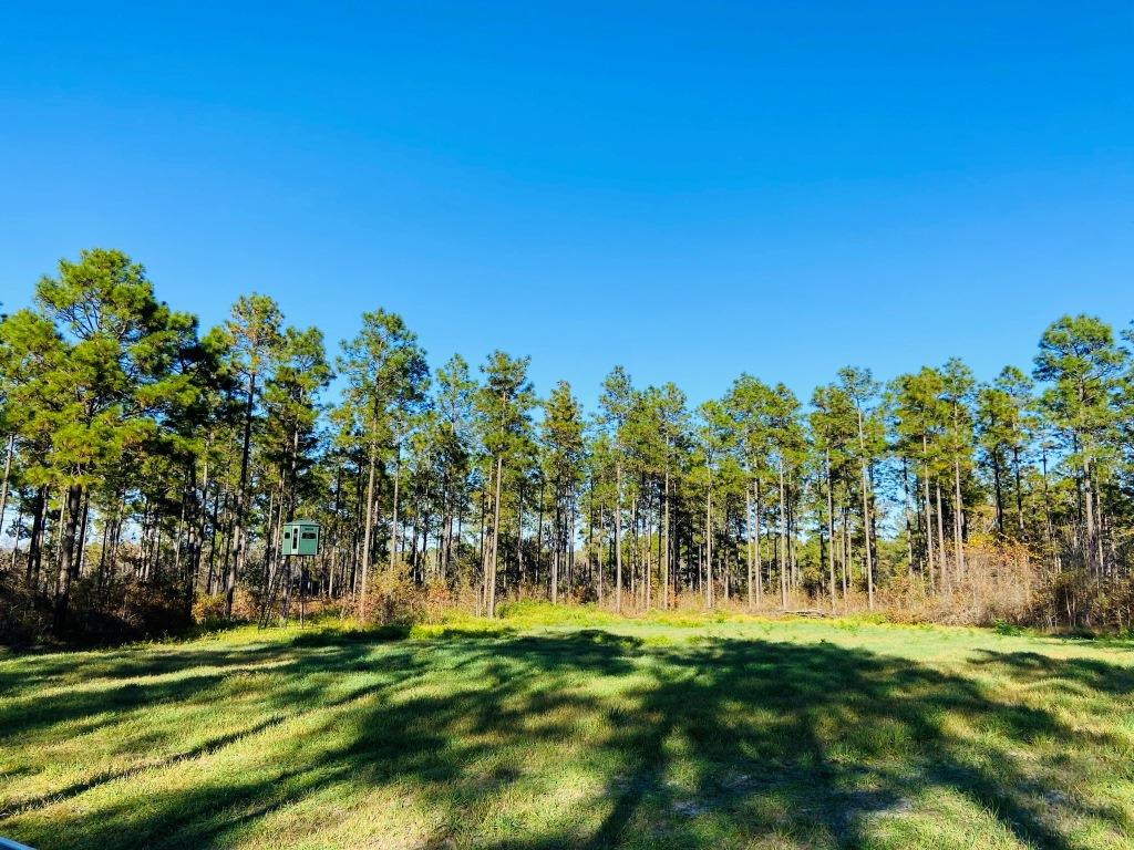 Bobwhite Pines Photo