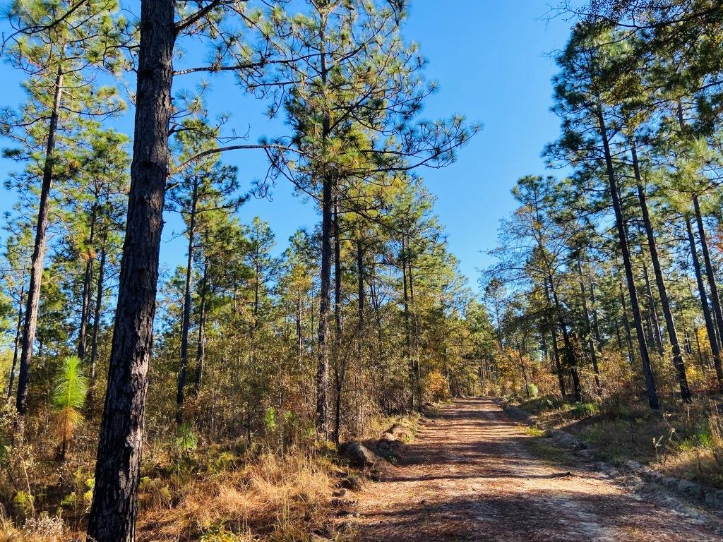 Bobwhite Pines Photo