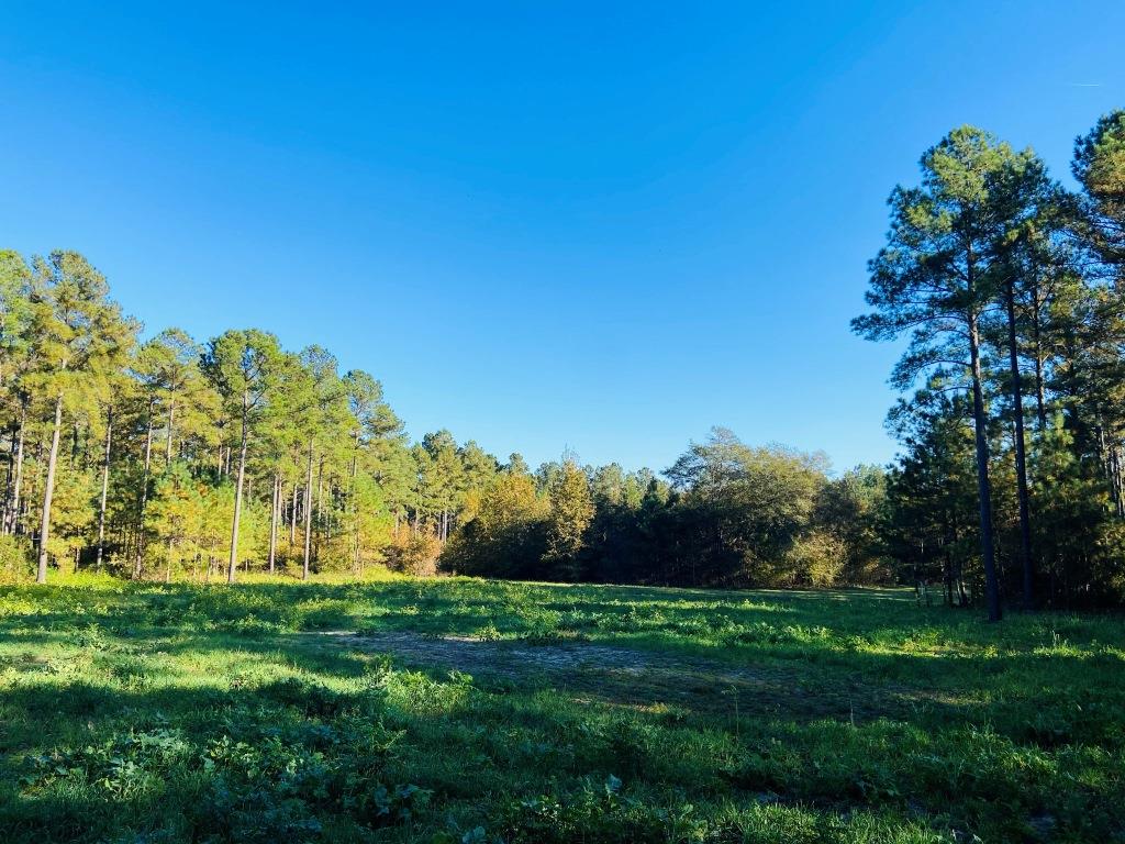 Bobwhite Pines Photo