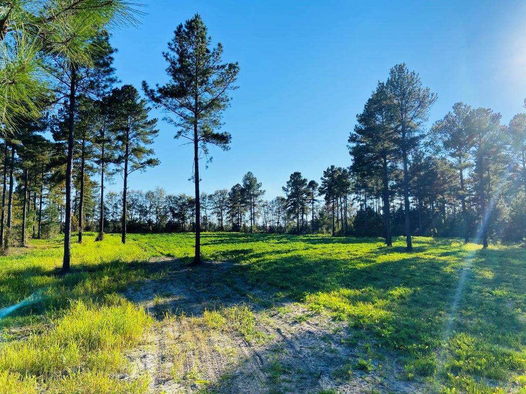 Bobwhite Pines Photo