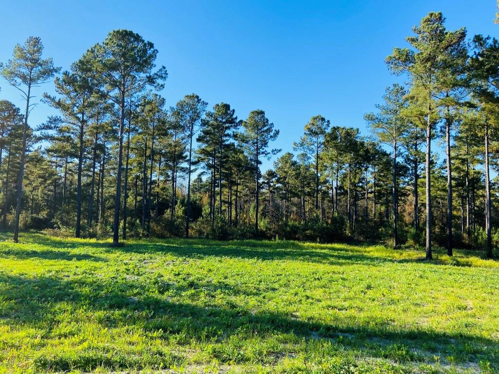 Bobwhite Pines Photo