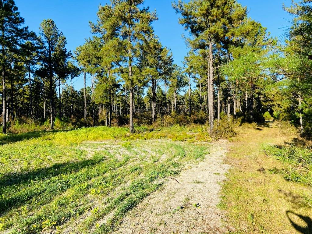 Bobwhite Pines Photo