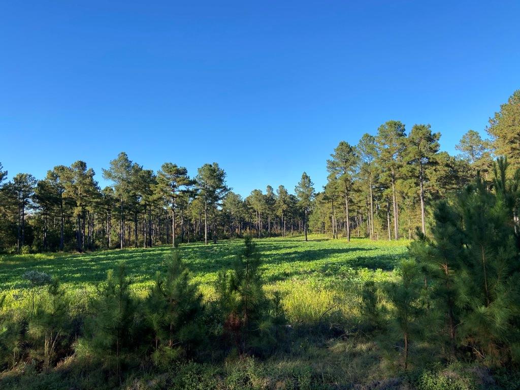 Bobwhite Pines Photo