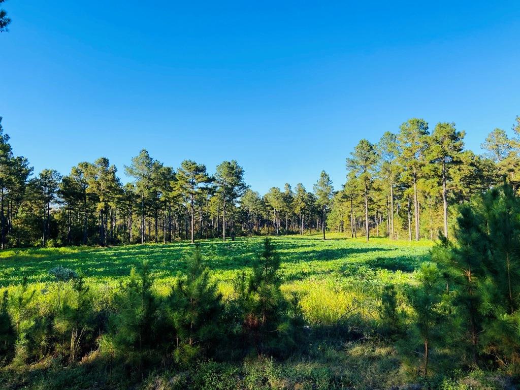 Bobwhite Pines Photo