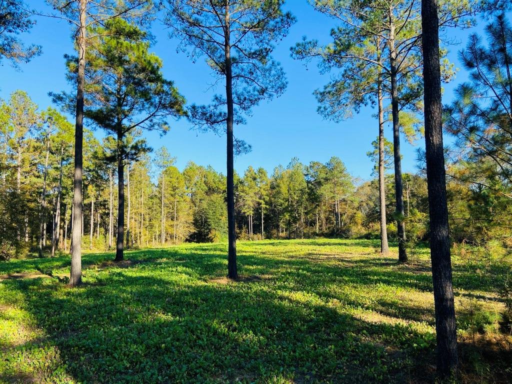 Bobwhite Pines Photo