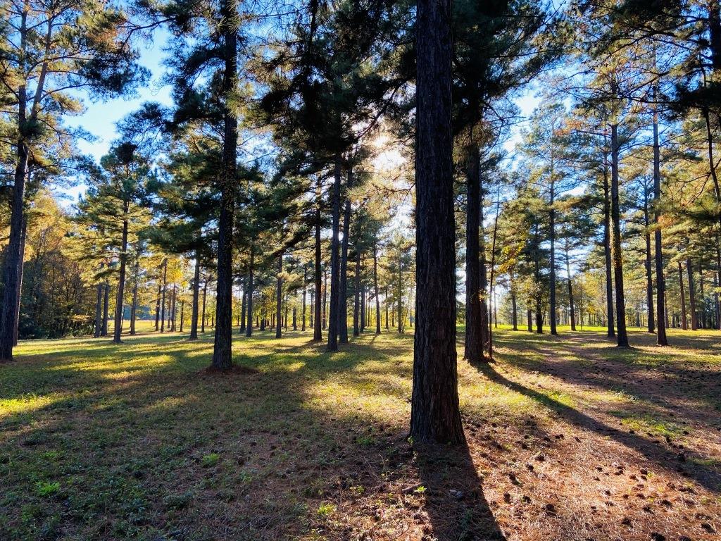 Bobwhite Pines Photo