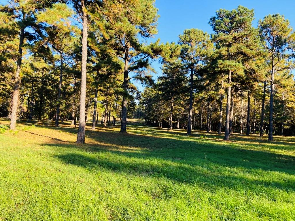 Bobwhite Pines Photo