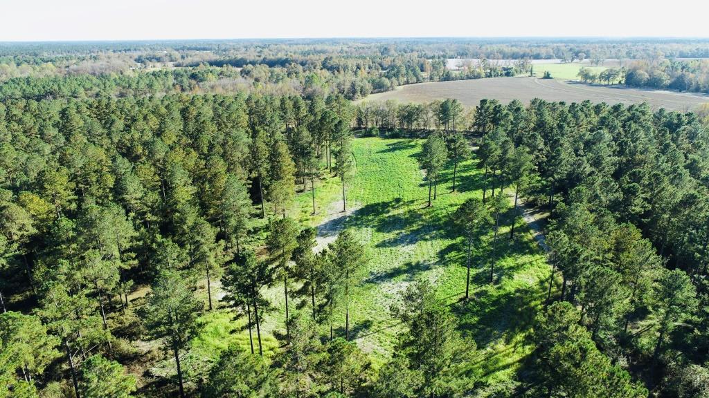 Bobwhite Pines Photo