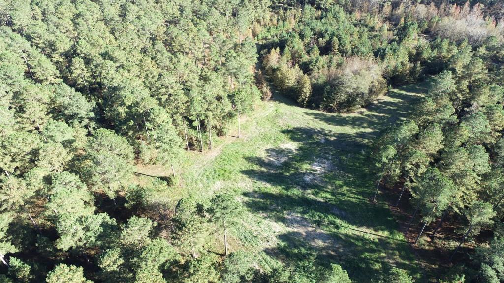 Bobwhite Pines Photo