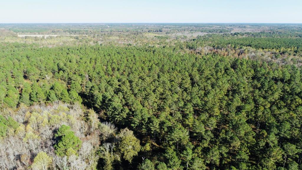 Bobwhite Pines Photo