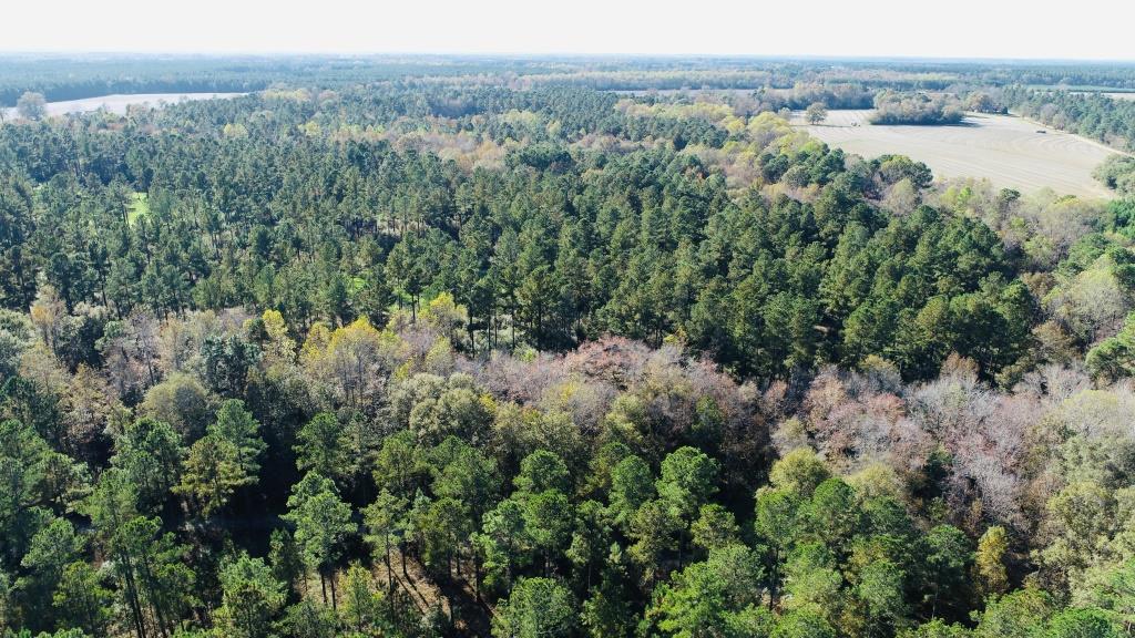 Bobwhite Pines Photo