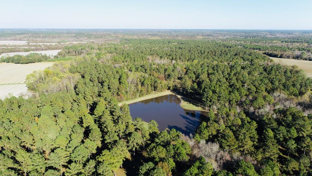 Bobwhite Pines Photo