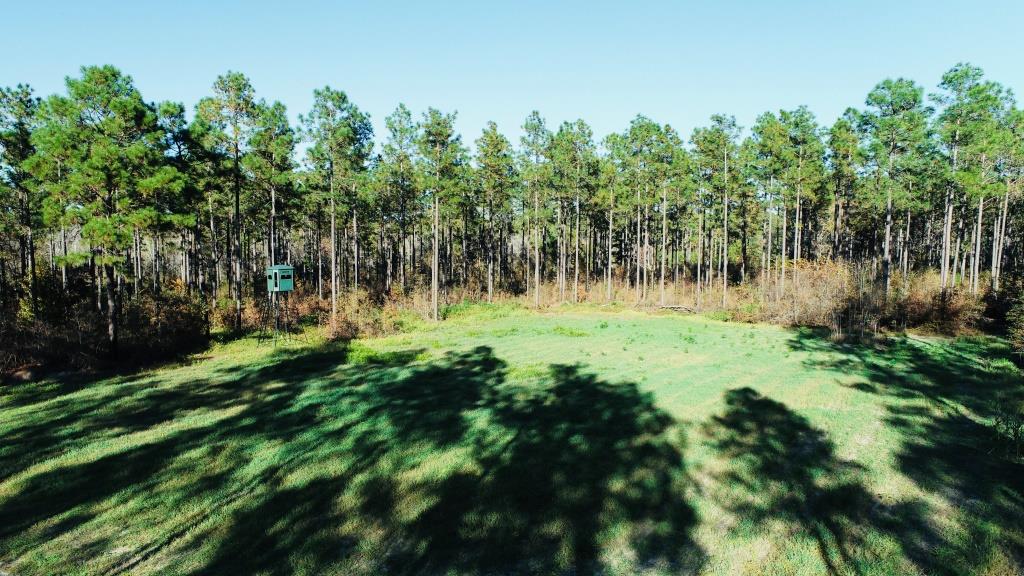 Bobwhite Pines Photo