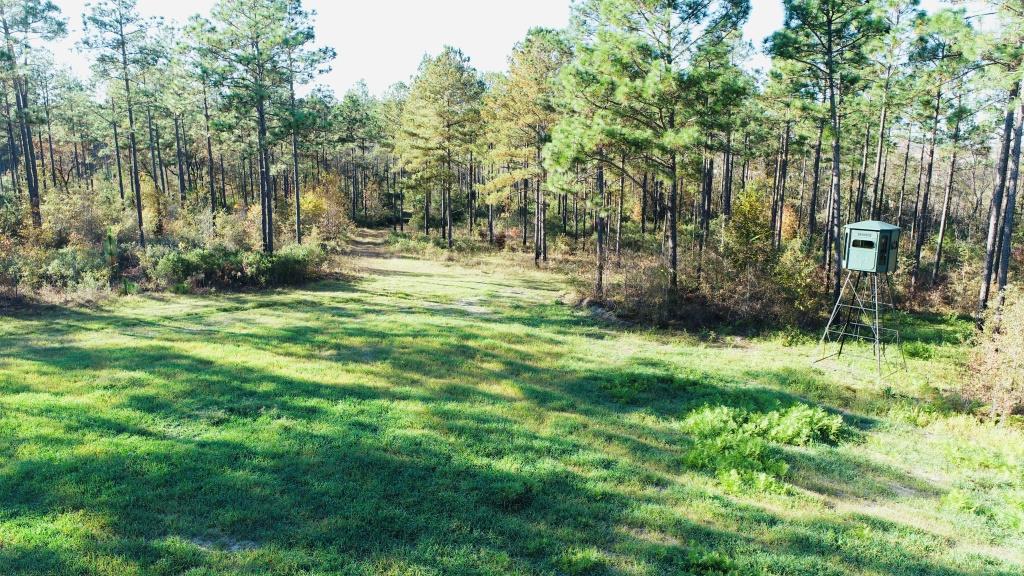 Bobwhite Pines Photo