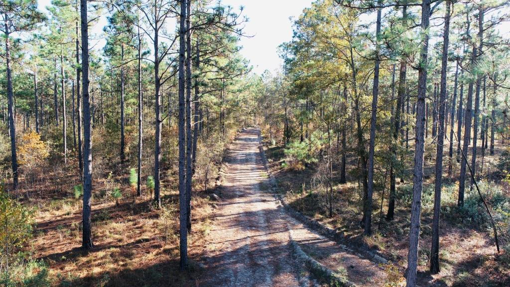 Bobwhite Pines Photo