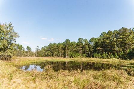 Bobwhite Pines Photo