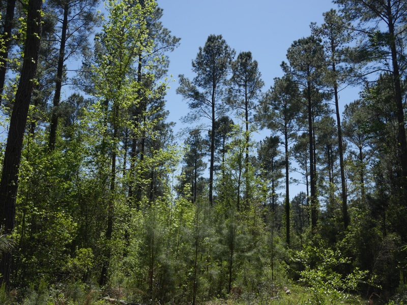 Brooklet Hideaway Photo