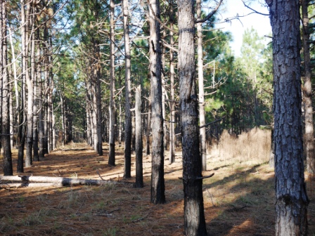 Brinson Pond Photo