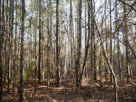 Brinson Pond Photo