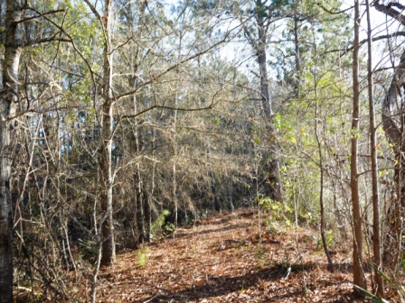 Brinson Pond Photo