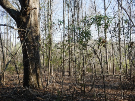 Brinson Pond Photo