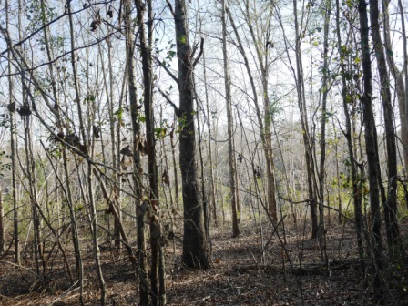 Brinson Pond Photo