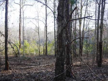 Brinson Pond Photo