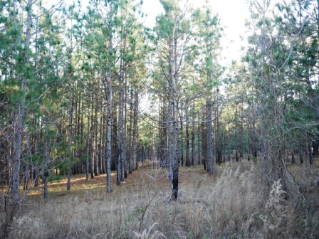 Brinson Pond Photo