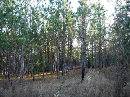 Brinson Pond Photo