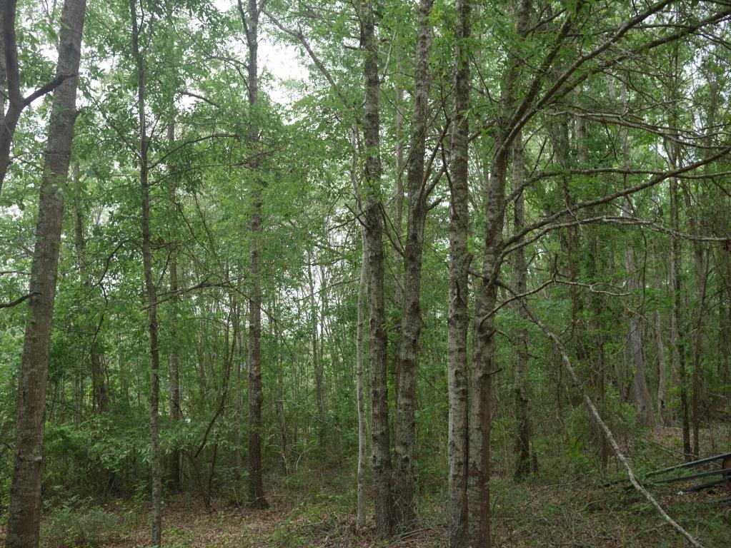 Brinson Pond Photo