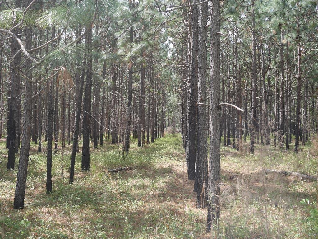 Brinson Pond Photo