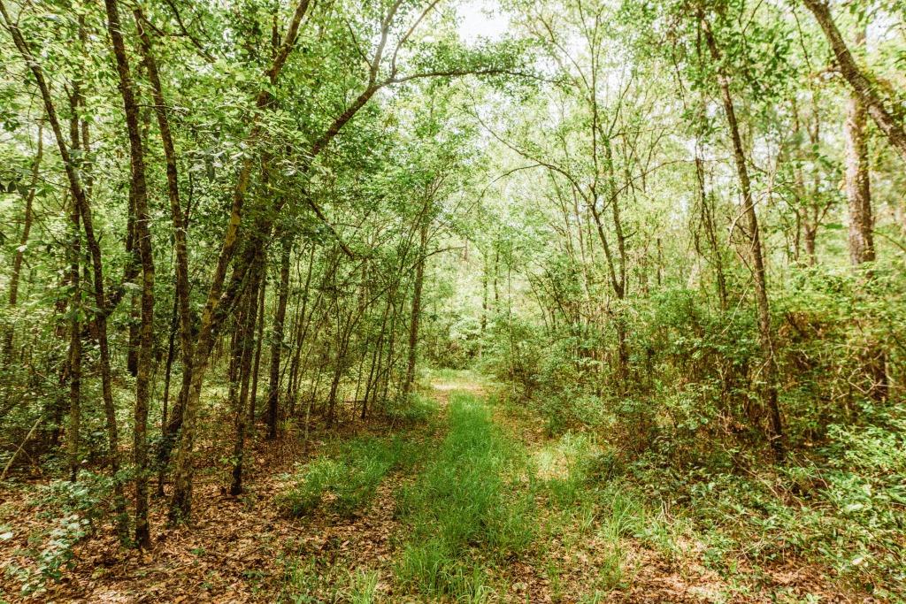 Sandhill Creek Photo