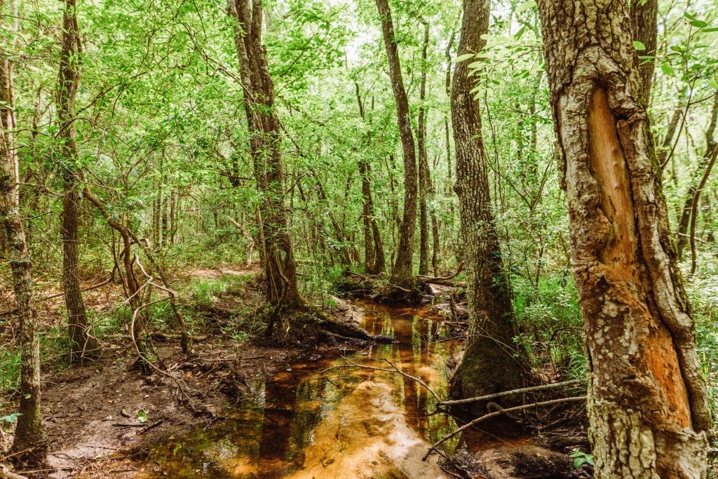 Sandhill Creek Photo