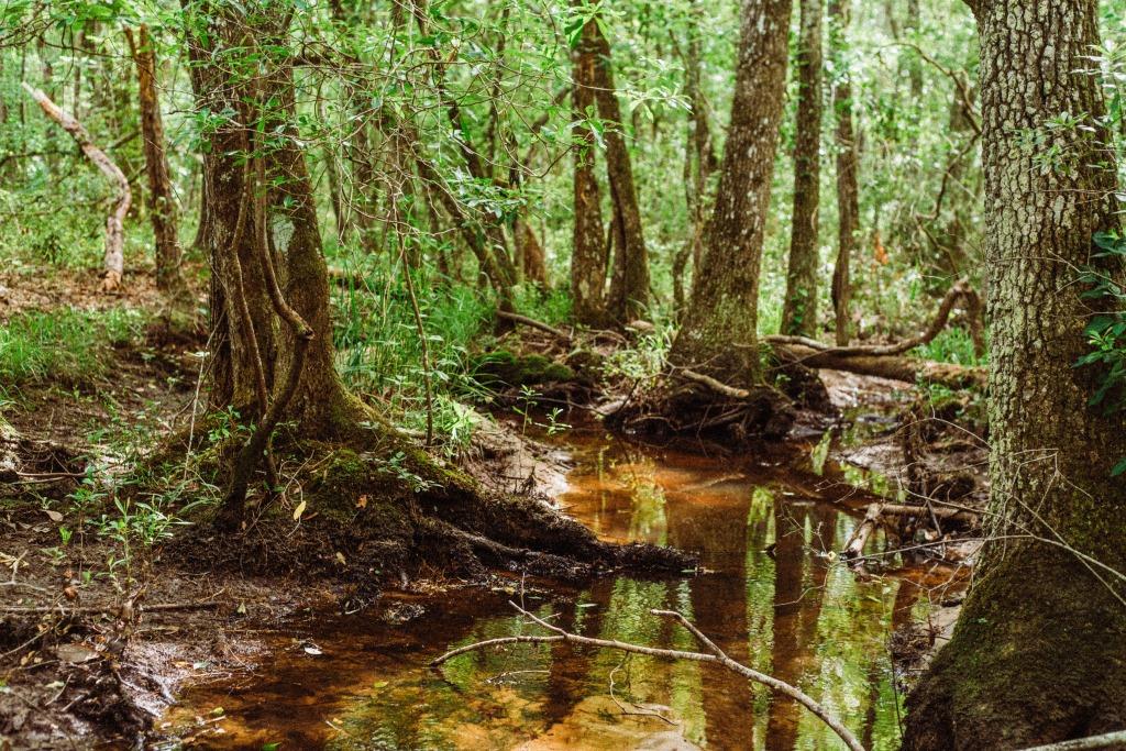 Sandhill Creek Photo