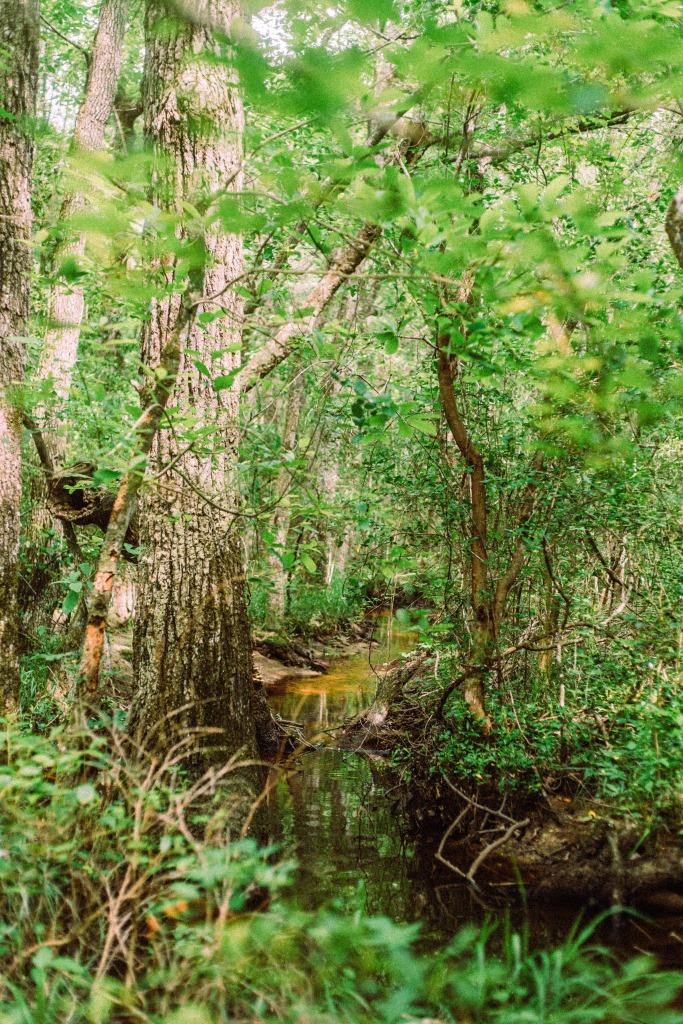 Sandhill Creek Photo