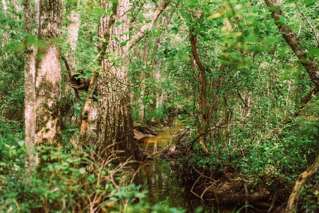 Sandhill Creek Photo