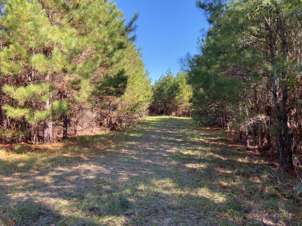 Quail Road Cattle Farm Photo