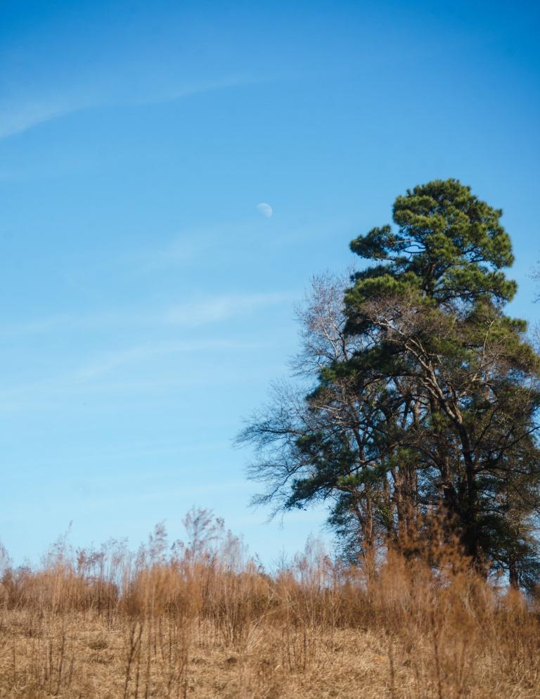 Sherrod Branch Photo