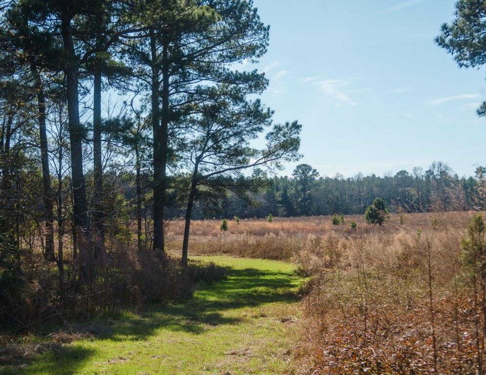 Sherrod Branch Photo