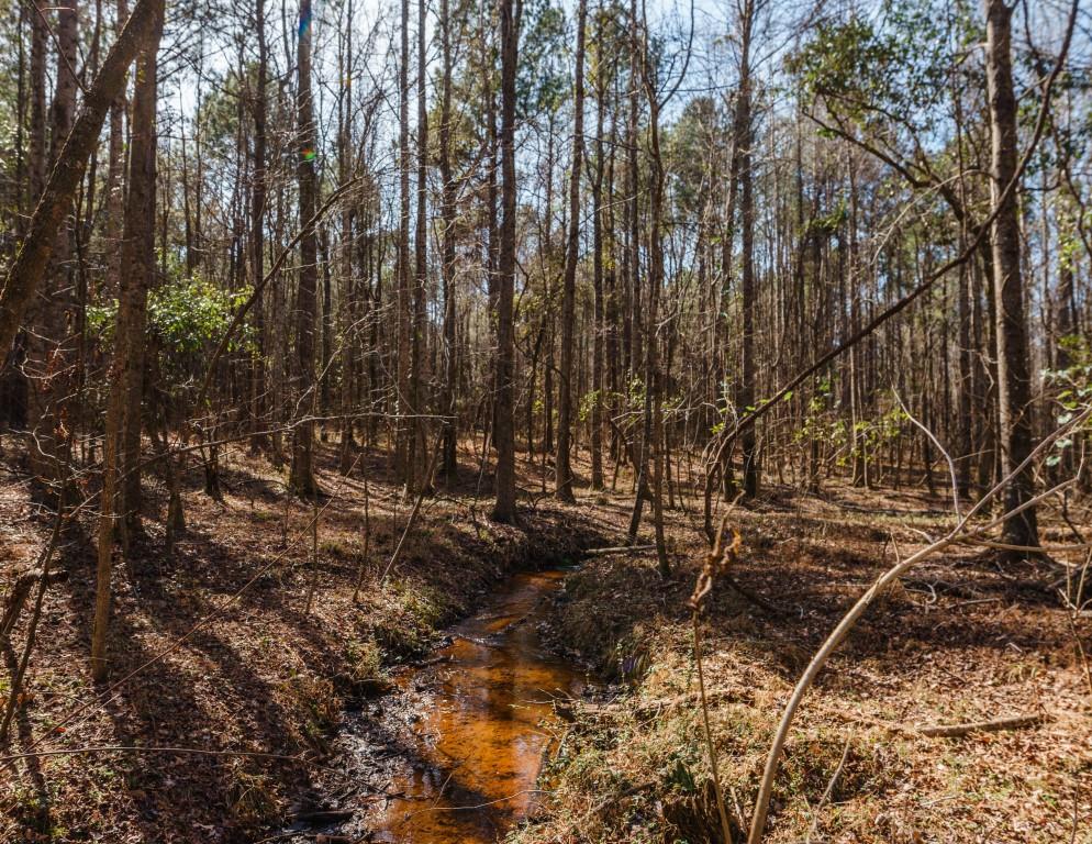 Sherrod Branch Photo