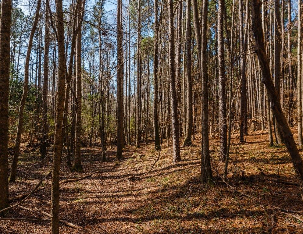 Sherrod Branch Photo