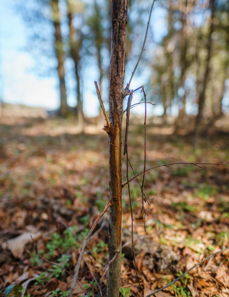 Sherrod Branch Photo