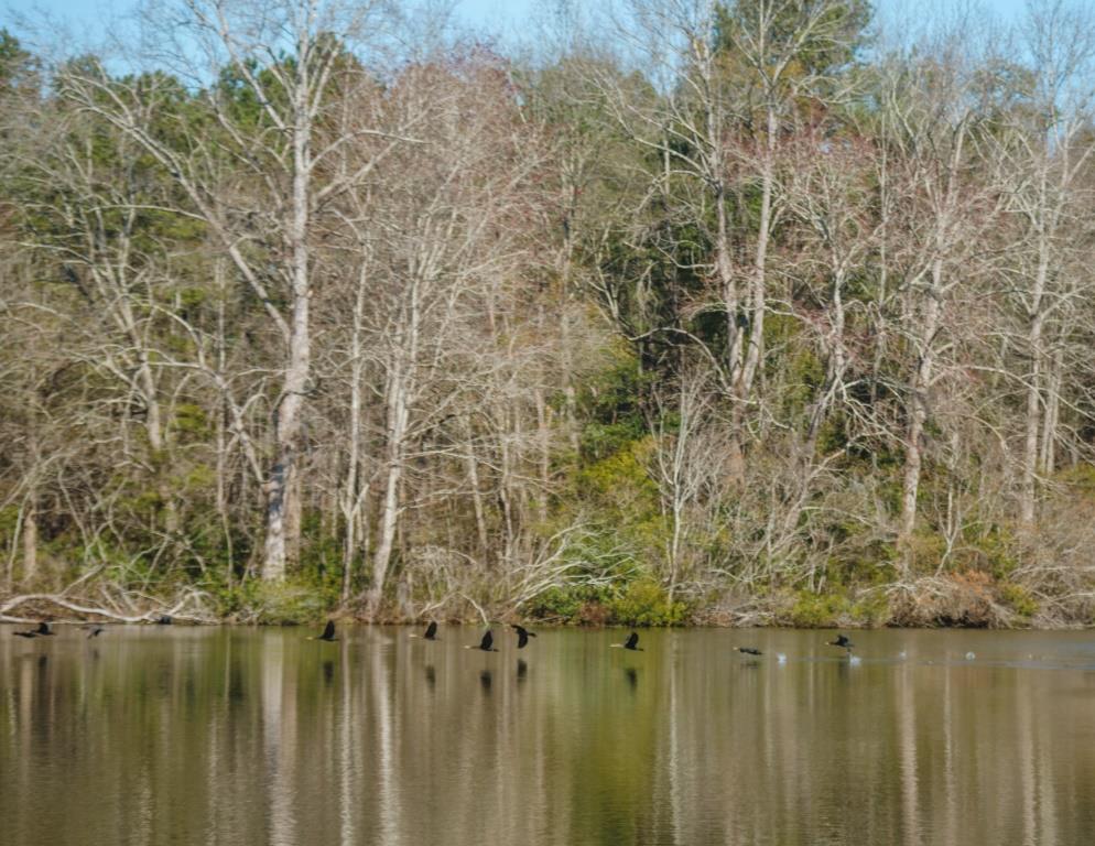 Sherrod Branch Photo