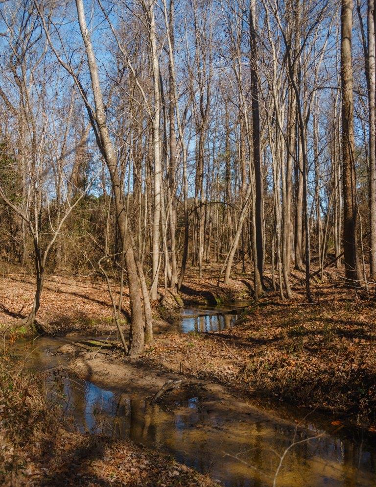 Sherrod Branch Photo