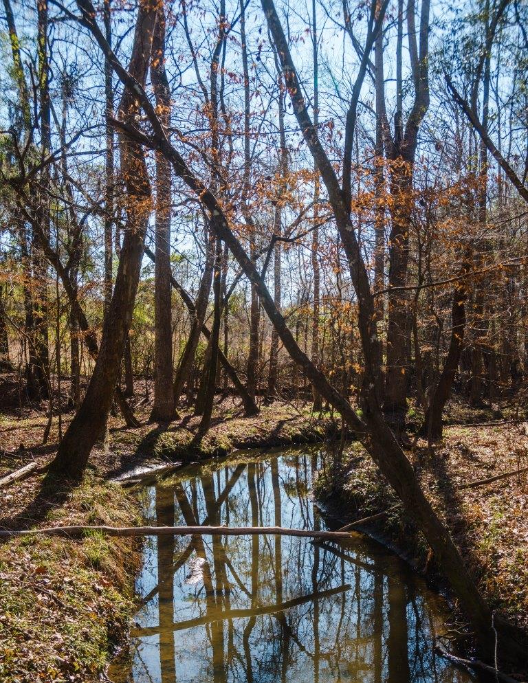 Sherrod Branch Photo