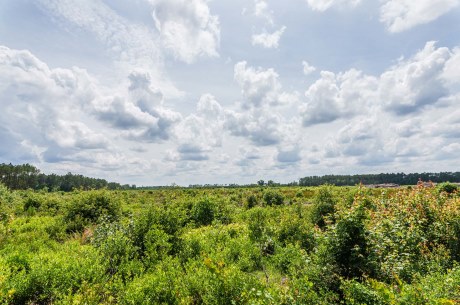 Brantley Timber Tract