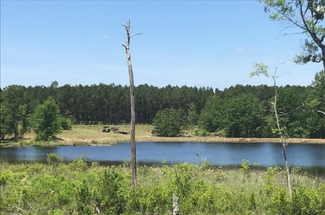 Sardis Pond