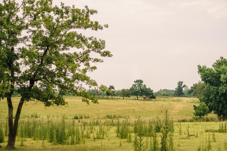 Part of Chickasaw Farm