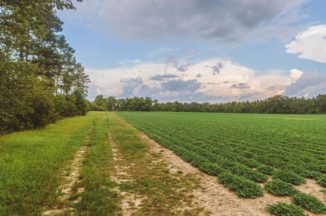 Drone Road Farm