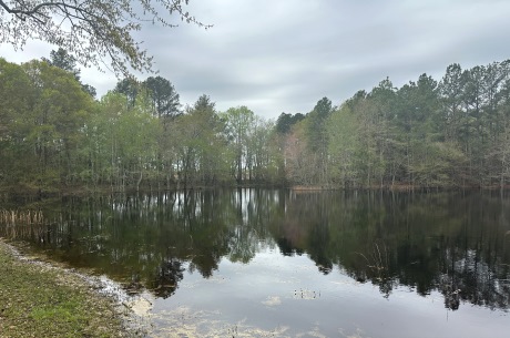 Mulberry Pond